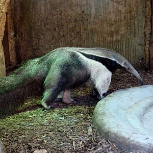 Myrmecophaga tridactyla