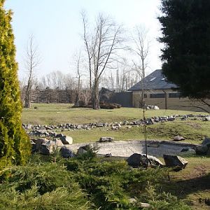 Paddock of Lama glama