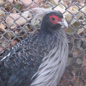 Kalij Pheasant