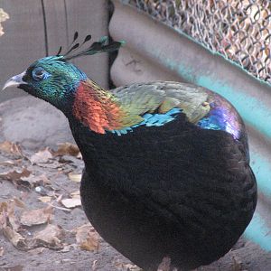 Himalayan Monal