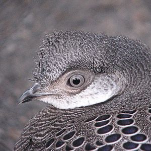Gray Peacock-pheasant