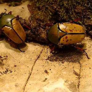 Eudicella smithi berthrandi