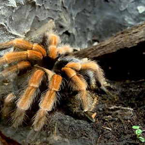 Brachypelma boehmei