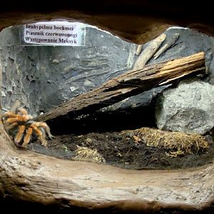 Terrarium of Brachypelma boehmei