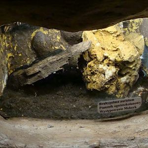 Terrarium of Brachypelma auratum