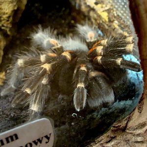 Brachypelma auratum