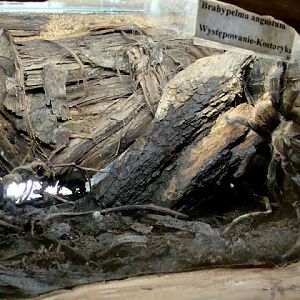 Terrarium of Brachypelma angustum