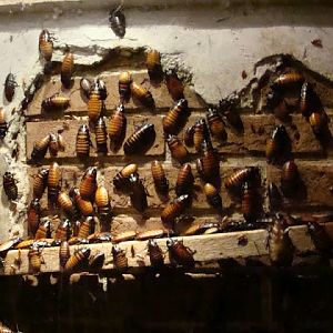 Gromphadorhina portentosa