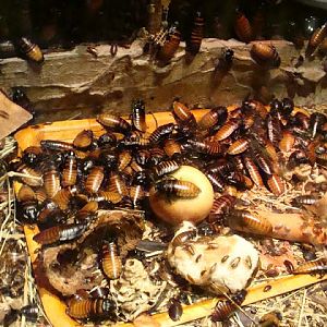 Gromphadorhina portentosa