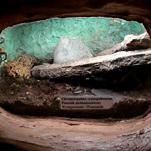 Terrarium of Chromatopelma cyanopubescens