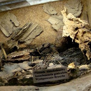 Terrarium of Acanthoscuria geniculata
