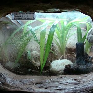 Terrarium of Cyclosternum fasciatum