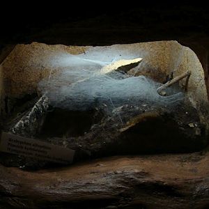 Terrarium of Brachypelma albopilosa