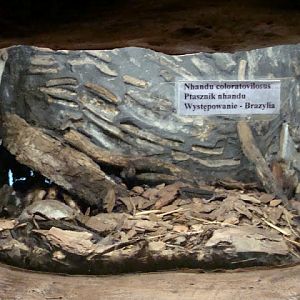 Terrarium of Nhandu coloratovilosus