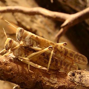 Schistocerca gregaria