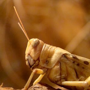 Schistocerca gregaria