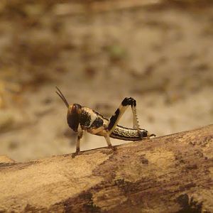 Schistocerca gregaria