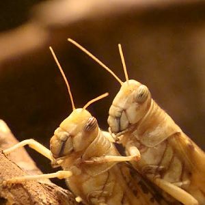 Schistocerca gregaria