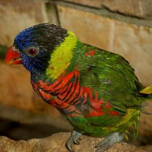 Trichoglossus hameatodus