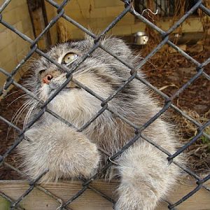 Otocolobus manul