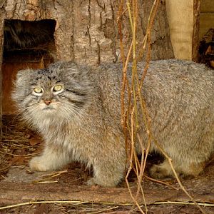 Otocolobus manul
