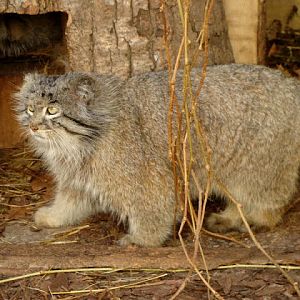Otocolobus manul
