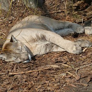 Puma concolor