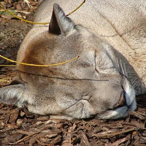 Puma concolor