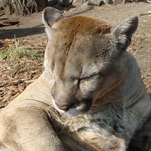 Puma concolor
