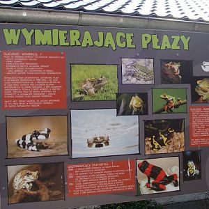 Board about amphibians