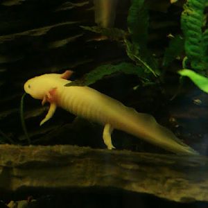 Ambystoma mexicanum