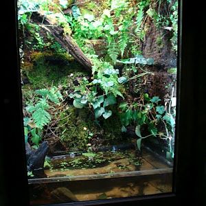 Terrarium of frogs