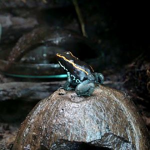 Phyllobates vittatus