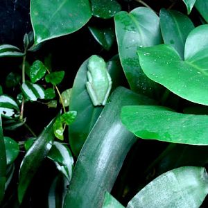 Agalichnys callidryas