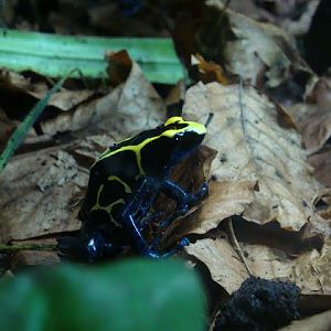 Dendrobates tinctorius