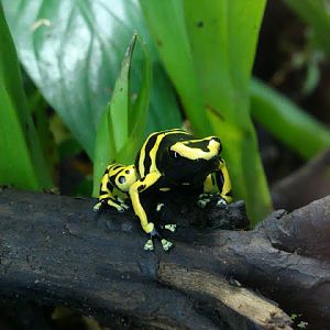 Dendrobates leucomelas