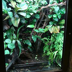 Terrarium of Pelodryas careuela