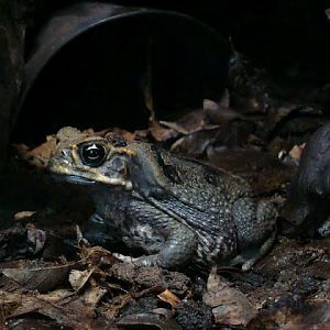 Bufo marinus