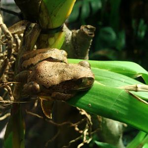 Leptopelis vermiculatus