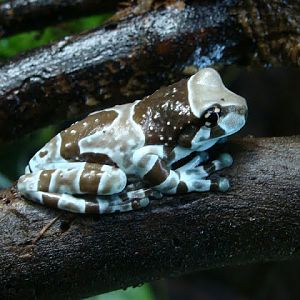 Trachycephalus resinifictrix