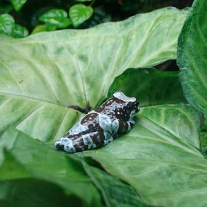 Trachycephalus resinifictrix