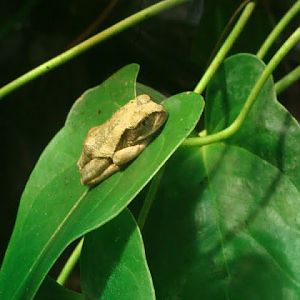 Leptopelis vermiculatus