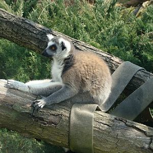 Lemur catta