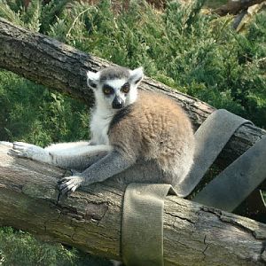 Lemur catta
