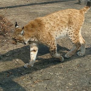 Lynx lynx
