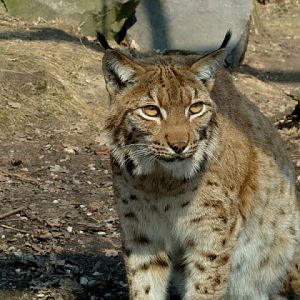 Lynx lynx
