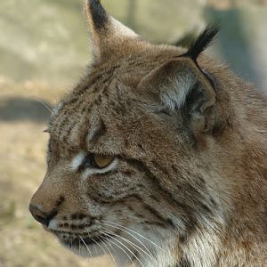 Lynx lynx