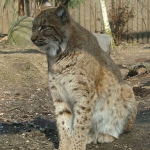 Lynx lynx