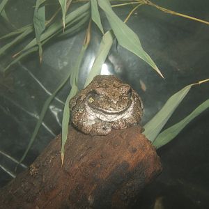 Gray Tree Frog (Hyla versicolor)