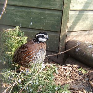 Bobwhite Quail (Colinus virginianus)
